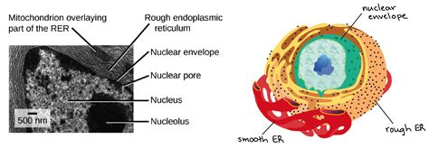 Definition of nucleus in a plant cell. Cell Nucleus  Plant ...