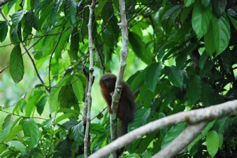 Deforestación pone en peligro de extinción al mono Titi del Caquetá ...
