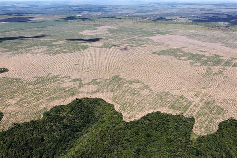 Deforestation of the Amazon rainforest   Wikipedia