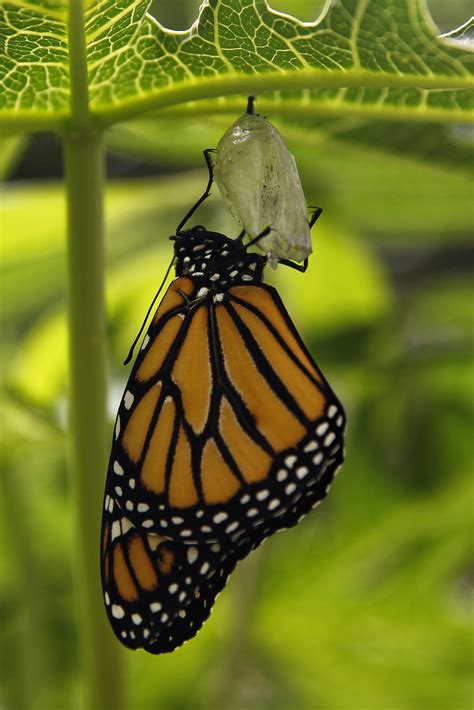 Degradación forestal en reserva de la monarca en México ...