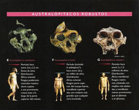 ¡DEJADME VIVIR!: Apuntes de paleontología humana: registro ...