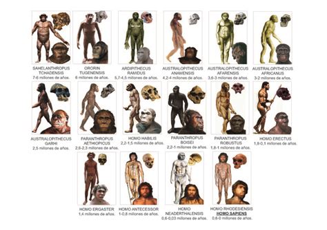 Del mono al hombre  Evolución  timeline | Timetoast timelines