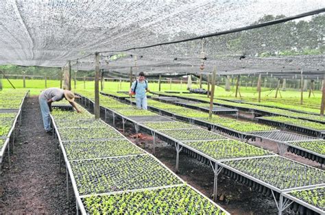 Del vivero al hogar: la cadena de la producción de la yerba mate