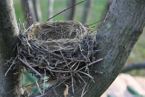 Delco Daily Top Ten: Top 10 The Bird Nest