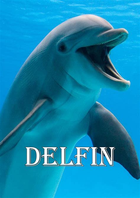 Delfín animal acuático by Marena Palma   Issuu