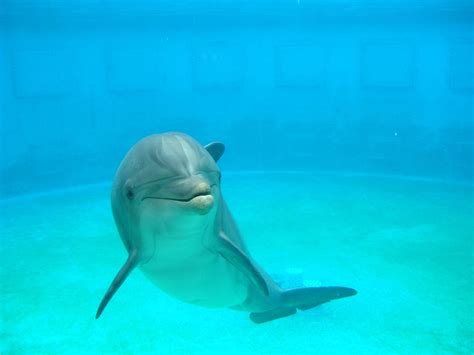 Delfín | Animaladas