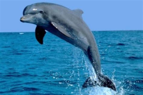 Delfín   Características, Hábitat y Tipos | CurioSfera ...