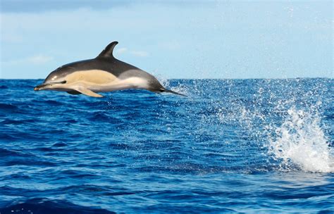 Delfín Común  Delphinus delphis    CRAM