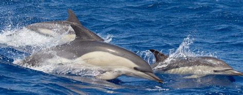 Delfín común   EcuRed