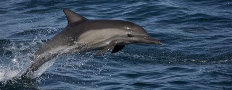 delfín | Informacion sobre animales