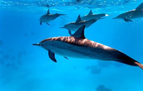Delfín Listado  Stenella coeruleoalba    CRAM