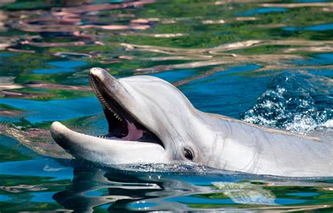 Delfín Mular  Tursiops truncatus    CRAM