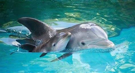 DELFÍN  Nombre Científico: Delphinidae | Delfines bebé ...