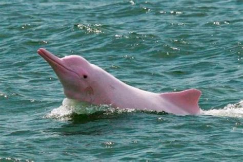 Delfín Rosado Animales en Peligro de Extinción
