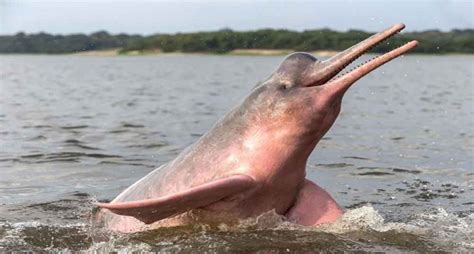 Delfín rosado del Amazonas. Animales en peligro de extinción