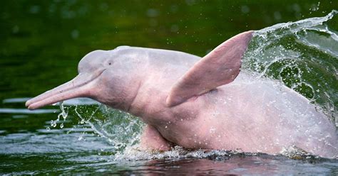 Delfín rosado del Amazonas, una especie vulnerable | La ...