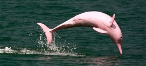 Delfín rosado, el mamífero exótico de los ríos 【2020】