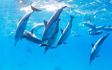 Delfín   Tipos y Características   BioEnciclopedia
