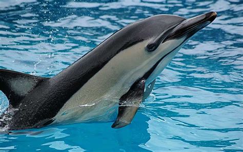 Delfín   Tipos y Características   BioEnciclopedia