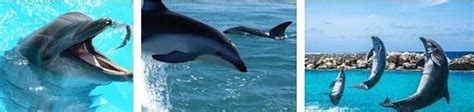 Delfines Caracteristicas, Reproduccion, Donde viven ...