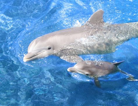 DELFINES | Cuanto vive un delfin, dónde viven y qué comen