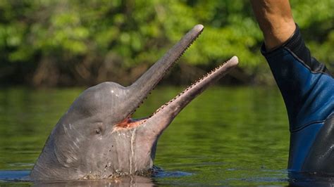Delfines del río Amazonas