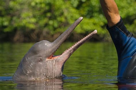 Delfines del río Amazonas