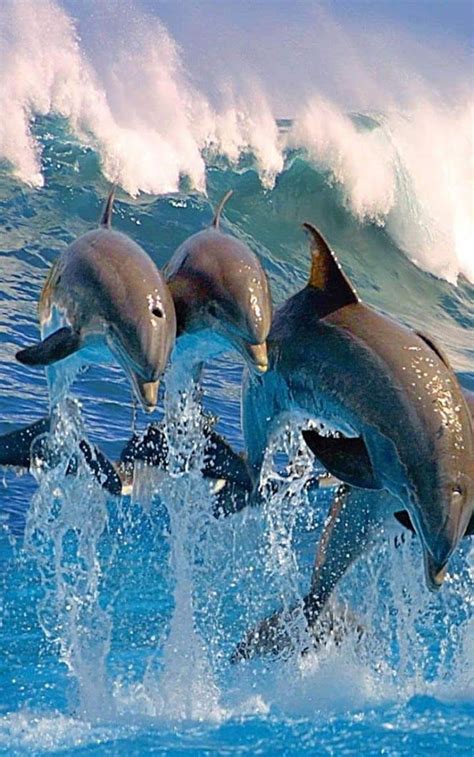 Delfines | Delfines, Animáles de océano, Imágenes de delfines