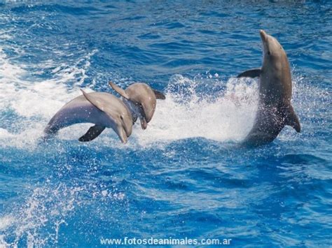 Delfines: en libertad mucho mejor: Los delfines ...