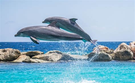 Delfines, la fascinación dentro del agua