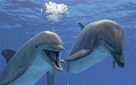 Delfines se llaman por su nombre   El Sol de Tampico