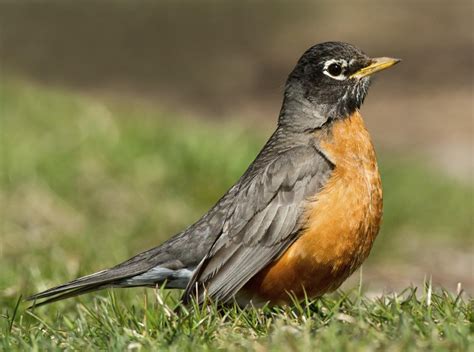 Delightfully Amazing Facts About the American Robin
