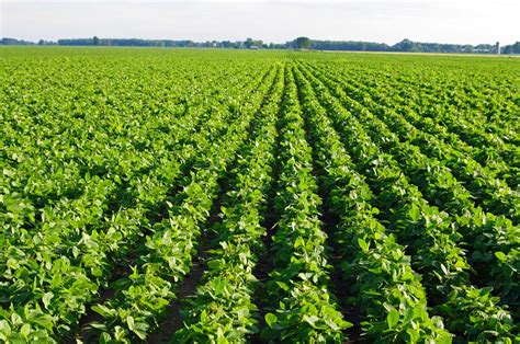 Demand Prospects for Old  and New Crop Soybeans | BigYield