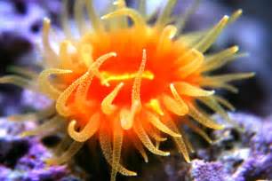 Dendro   NPS Corals   Nano Reef.com Community