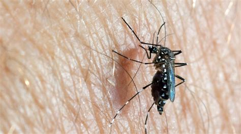 Dengue: Universidades crean nuevo insecticida para el ...