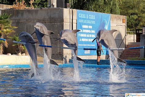 Denuncian a Zoo Aquarium de Madrid por el maltrato de los ...