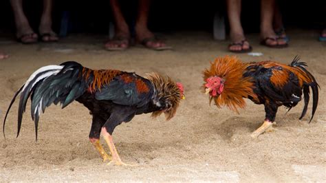 Denuncian jugadas de gallos amenazan salud comunidad Loma de Solimán en ...