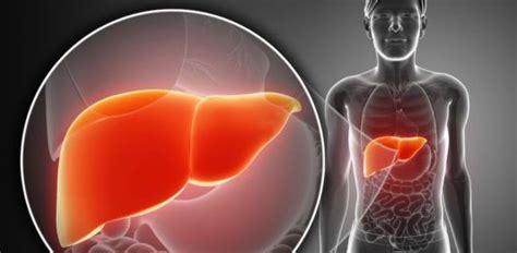 Depuración profunda del Hígado | Productos para la salud, Consejos para ...