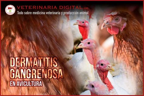 Dermatitis gangrenosa en avicultura   Producción Animal