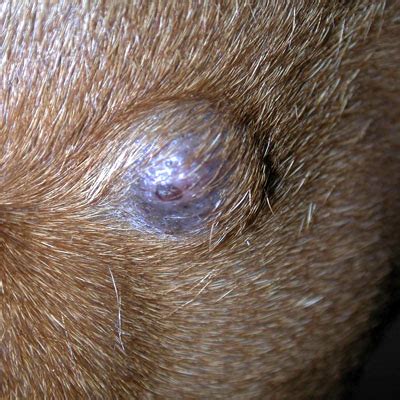 Dermatology & Allergy Clinic For Animals   Diseases   Tumors
