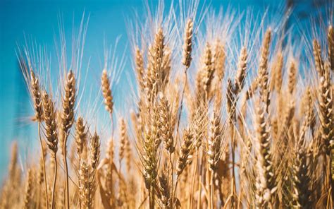 Desarrollan método para aumentar rendimiento en cultivos de trigo   El ...
