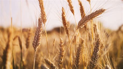 Desarrollan método para aumentar rendimiento en cultivos de trigo