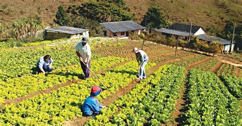 Desarrollo  La agricultura,la ganadería,la pesca y la ...