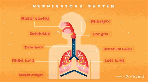Descarga Vector De Plantilla De Infografía Del Sistema Respiratorio Humano