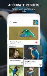 Descargar Aves identificador aplicación por foto, pájaro ID para Android