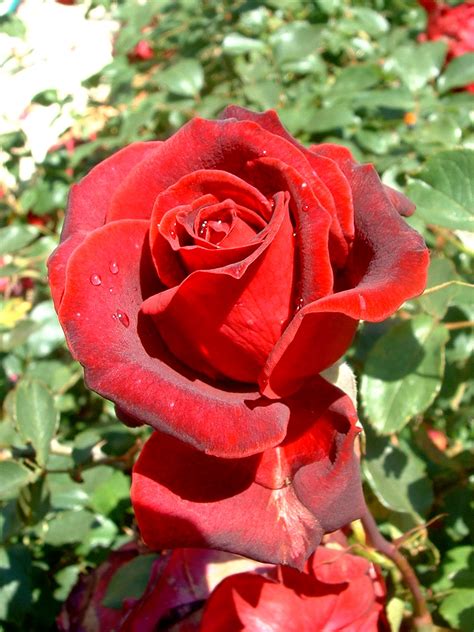 Descargar imagenes de rosas rojas   Imagui