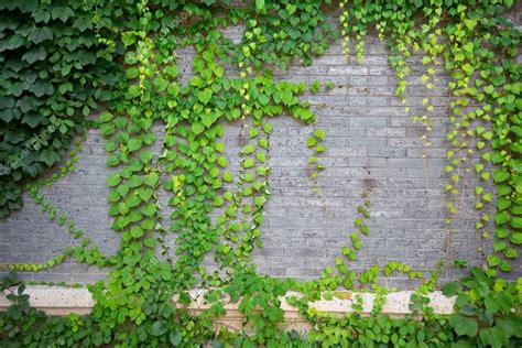 Descargar   Planta trepadora de muro verde — Imagen de stock | Plantas ...