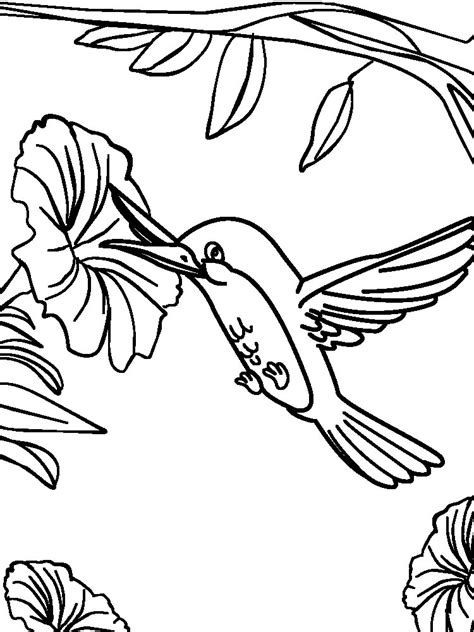 Descargue e imprima gratis dibujos para colorear – aves