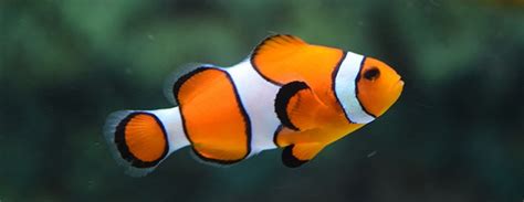 Descifran los 24 cromosomas del pez “Nemo” – La Conexión Informativa ...