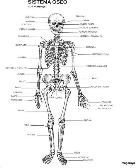 Describa brevemente los huesos que conforman nuestro sistema óseo ...